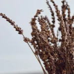 Lavender dried flower stems