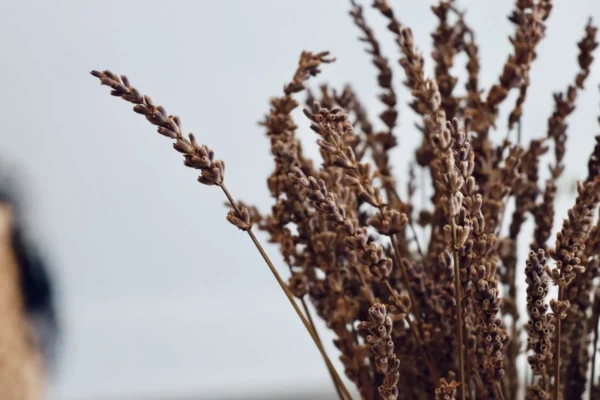 Lavender dried flower stems